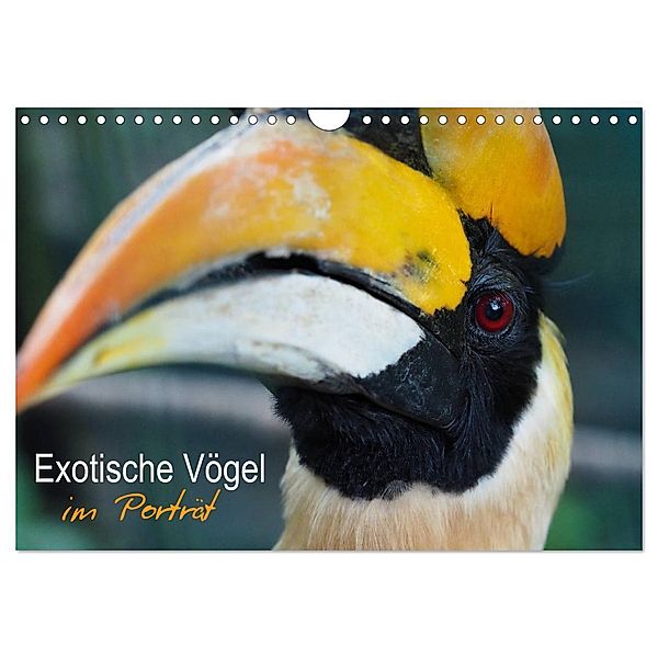 Exotische Vögel im Porträt (Wandkalender 2024 DIN A4 quer), CALVENDO Monatskalender, Christina Williger