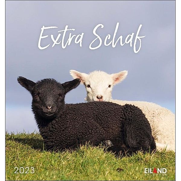 Extra Schaf Postkartenkalender 2023. Ein kleiner Kalender zum Aufstellen und Aufhängen. Süße Schafe in allen Lebenslagen