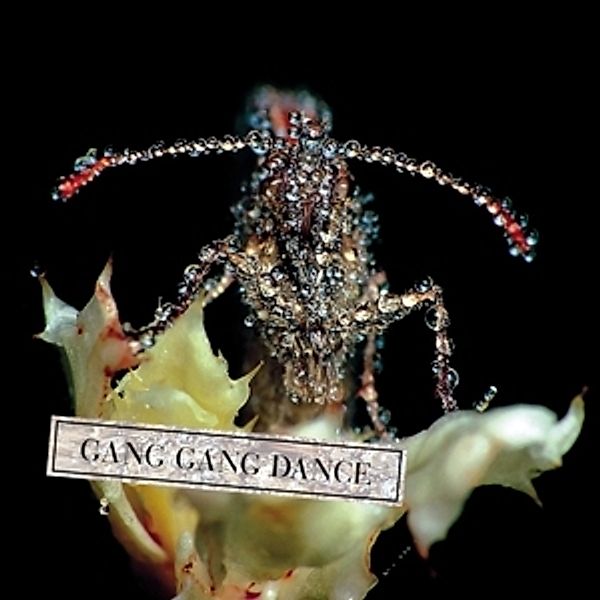 Eye Contact (Vinyl), Gang Gang Dance