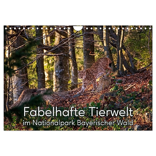 Fabelhafte Tierwelt im Nationalpark Bayerischer Wald (Wandkalender 2024 DIN A4 quer), CALVENDO Monatskalender, Christian Haidl