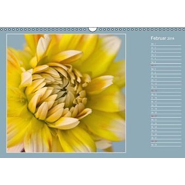 Facettenreiche Dahlien (Wandkalender 2016 DIN A3 quer), Rosemarie Prediger