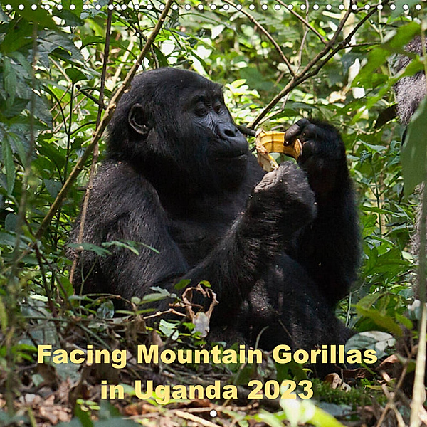 Facing Mountain Gorillas in Uganda (Wall Calendar 2023 300 × 300 mm Square), Johanna Krause
