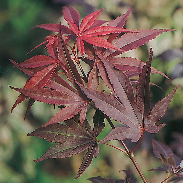 Fächerahorn Atropurpureum, im ca. 11 cm-Topf