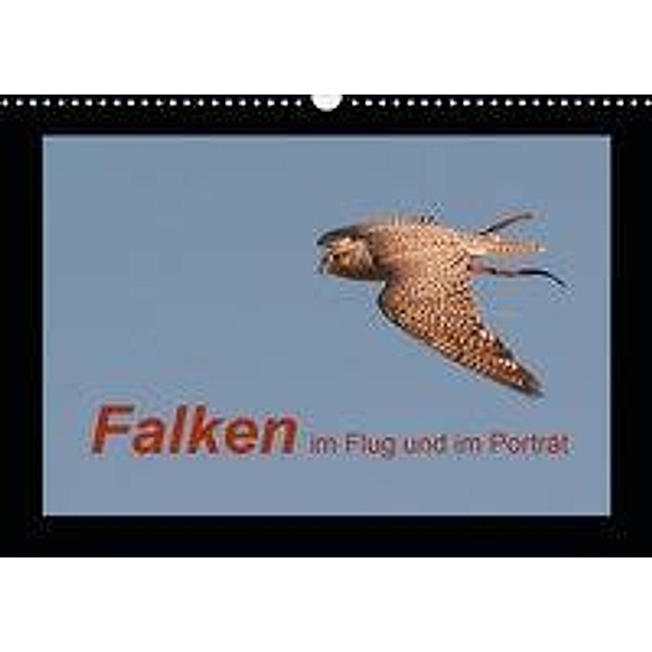 Falken im Flug und im Porträt (Wandkalender 2020 DIN A3 quer), Karolina Gasteiger