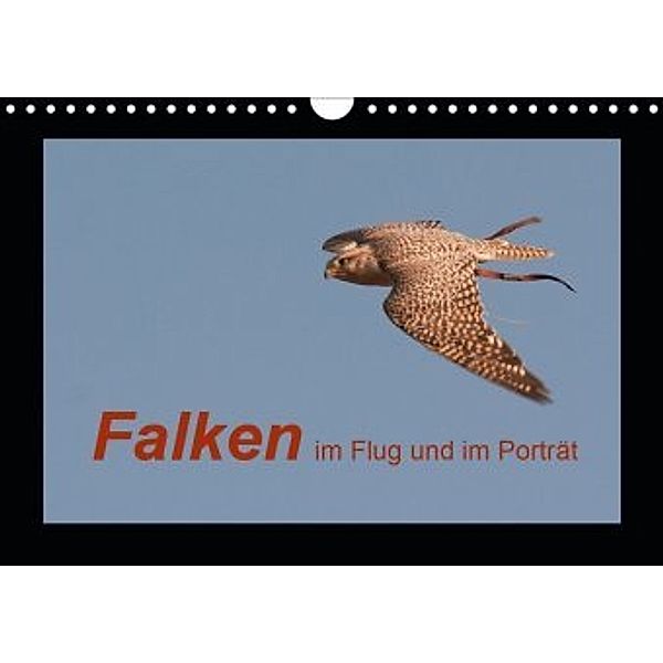 Falken im Flug und im Porträt (Wandkalender 2020 DIN A4 quer), Karolina Gasteiger