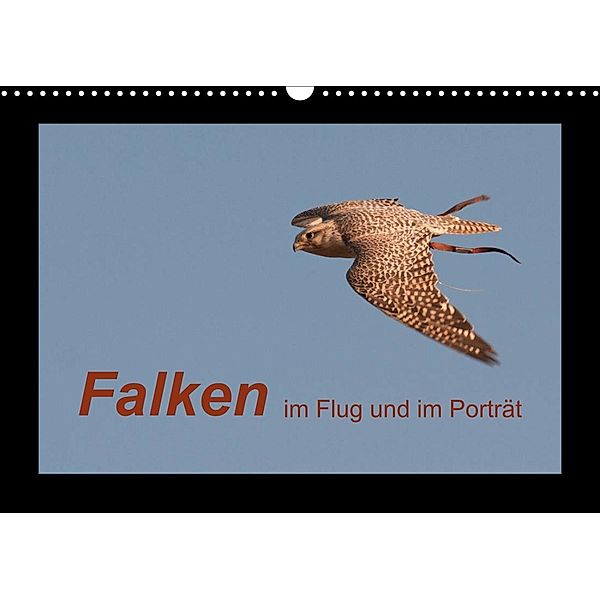 Falken im Flug und im Porträt (Wandkalender 2023 DIN A3 quer), Karolina Gasteiger