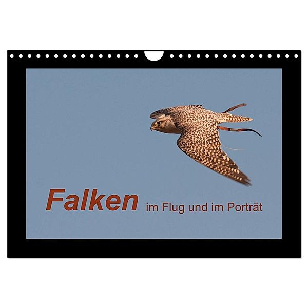 Falken im Flug und im Porträt (Wandkalender 2024 DIN A4 quer), CALVENDO Monatskalender, Karolina Gasteiger