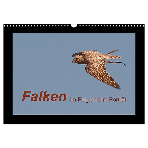Falken im Flug und im Porträt (Wandkalender 2024 DIN A3 quer), CALVENDO Monatskalender, Karolina Gasteiger