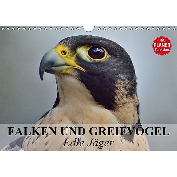 Falken und Greifvögel - Edle Jäger (Wandkalender 2018 DIN A4 quer), Elisabeth Stanzer