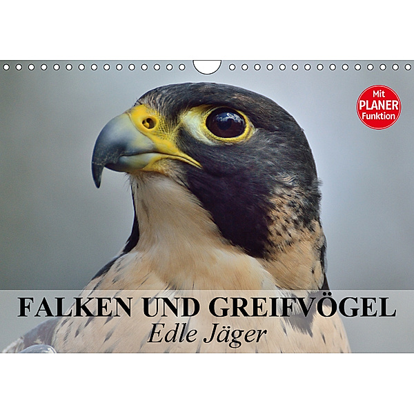 Falken und Greifvögel - Edle Jäger (Wandkalender 2019 DIN A4 quer), Elisabeth Stanzer