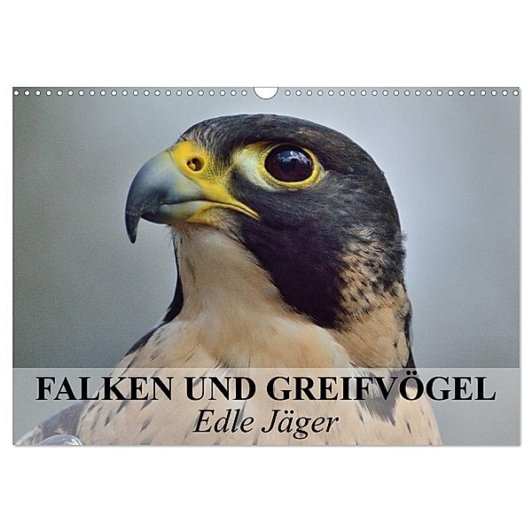Falken und Greifvögel. Edle Jäger (Wandkalender 2024 DIN A3 quer), CALVENDO Monatskalender, Elisabeth Stanzer