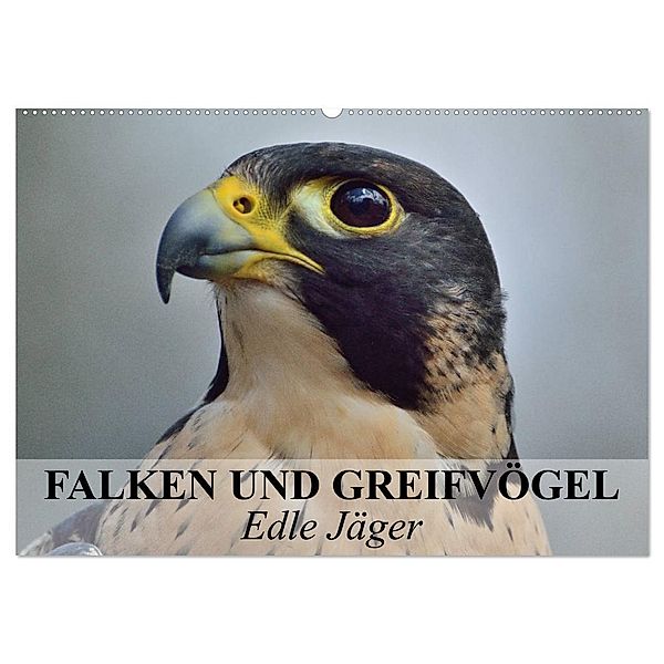 Falken und Greifvögel. Edle Jäger (Wandkalender 2024 DIN A2 quer), CALVENDO Monatskalender, Elisabeth Stanzer