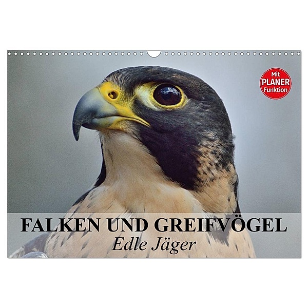 Falken und Greifvögel - Edle Jäger (Wandkalender 2024 DIN A3 quer), CALVENDO Monatskalender, Elisabeth Stanzer