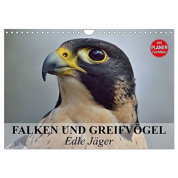 Falken und Greifvögel - Edle Jäger (Wandkalender 2024 DIN A4 quer), CALVENDO Monatskalender, Elisabeth Stanzer