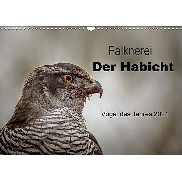 Falknerei Der Habicht (Wandkalender 2021 DIN A3 quer), Tanja Brandt