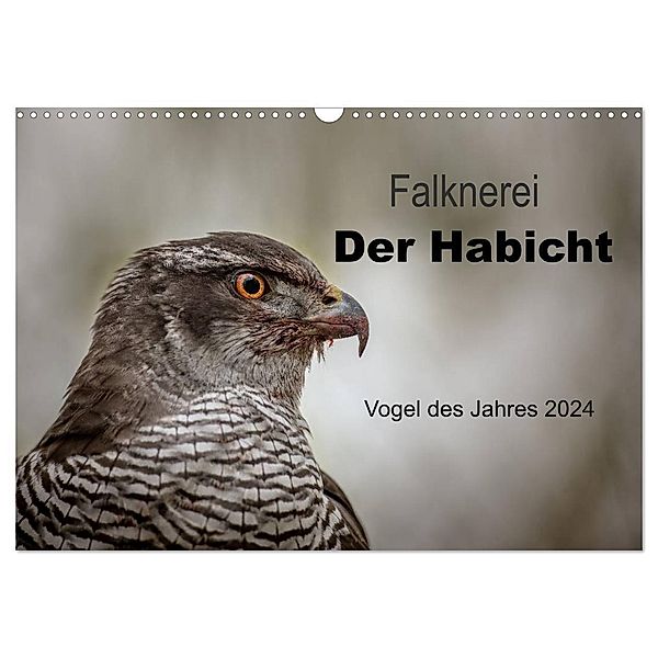 Falknerei Der Habicht (Wandkalender 2024 DIN A3 quer), CALVENDO Monatskalender, Tanja Brandt