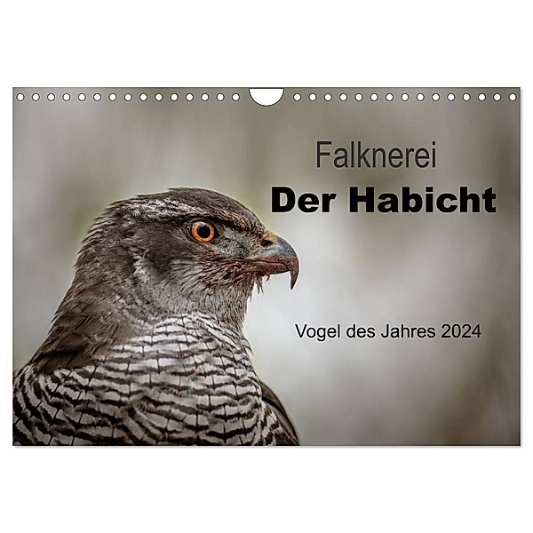 Falknerei Der Habicht (Wandkalender 2024 DIN A4 quer), CALVENDO Monatskalender, Tanja Brandt