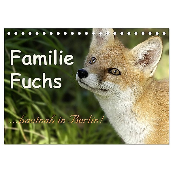 Familie Fuchs hautnah in Berlin (Tischkalender 2024 DIN A5 quer), CALVENDO Monatskalender, Sabine Brinker
