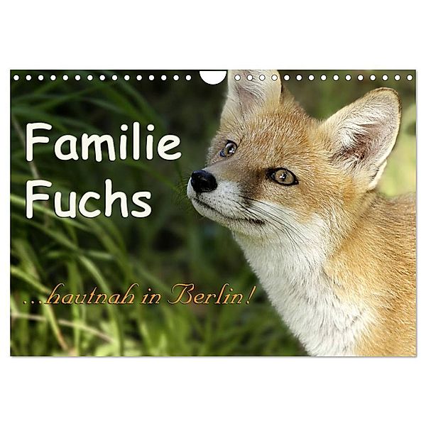 Familie Fuchs hautnah in Berlin (Wandkalender 2024 DIN A4 quer), CALVENDO Monatskalender, Sabine Brinker