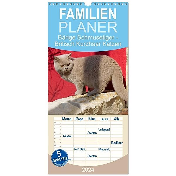 Familienplaner 2024 - Bärige Schmusetiger - Britisch Kurzhaar Katzen mit 5 Spalten (Wandkalender, 21 x 45 cm) CALVENDO, Fotodesign Verena Scholze