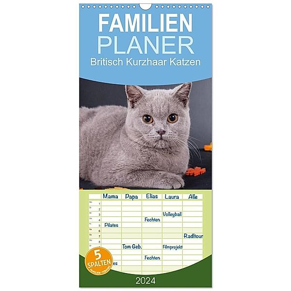 Familienplaner 2024 - Britisch Kurzhaar Katzen mit 5 Spalten (Wandkalender, 21 x 45 cm) CALVENDO, Gabriela Wejat-Zaretzke