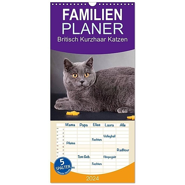 Familienplaner 2024 - Britisch Kurzhaar Katzen mit 5 Spalten (Wandkalender, 21 x 45 cm) CALVENDO, Gabriela Wejat-Zaretzke