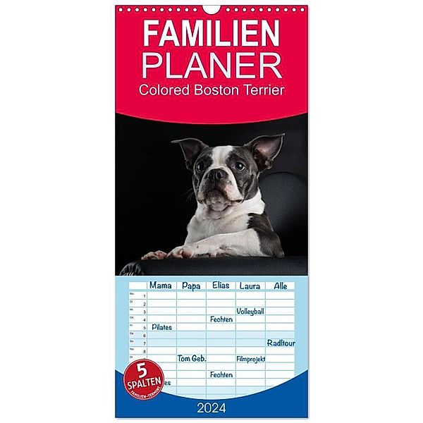 Familienplaner 2024 - Colored Boston Terrier 2024 mit 5 Spalten (Wandkalender, 21 x 45 cm) CALVENDO, Nicola Kassat Fotografie