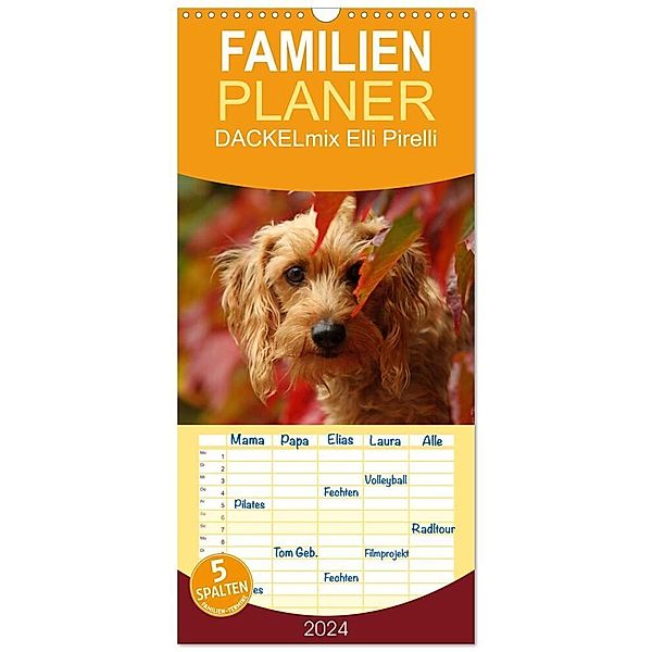 Familienplaner 2024 - DACKELmix Elli Pirelli mit 5 Spalten (Wandkalender, 21 x 45 cm) CALVENDO, Kathrin Köntopp