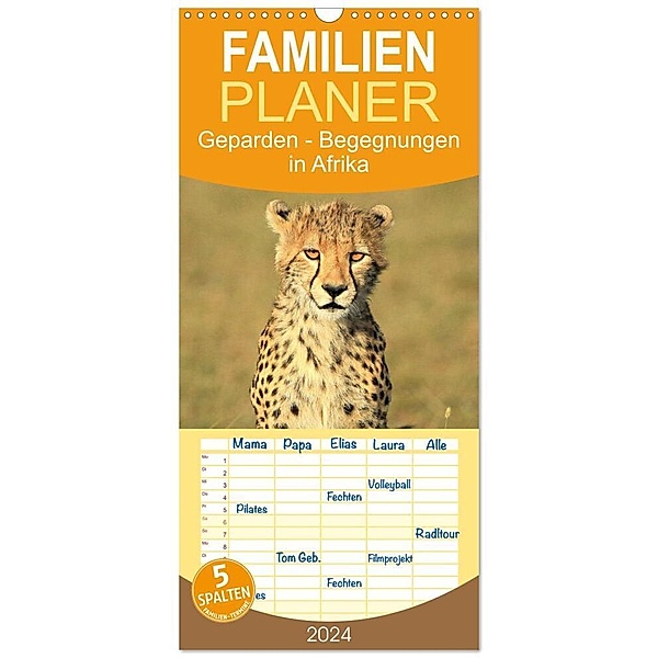 Familienplaner 2024 - Geparden - Begegnungen in Afrika mit 5 Spalten (Wandkalender, 21 x 45 cm) CALVENDO, Michael Herzog