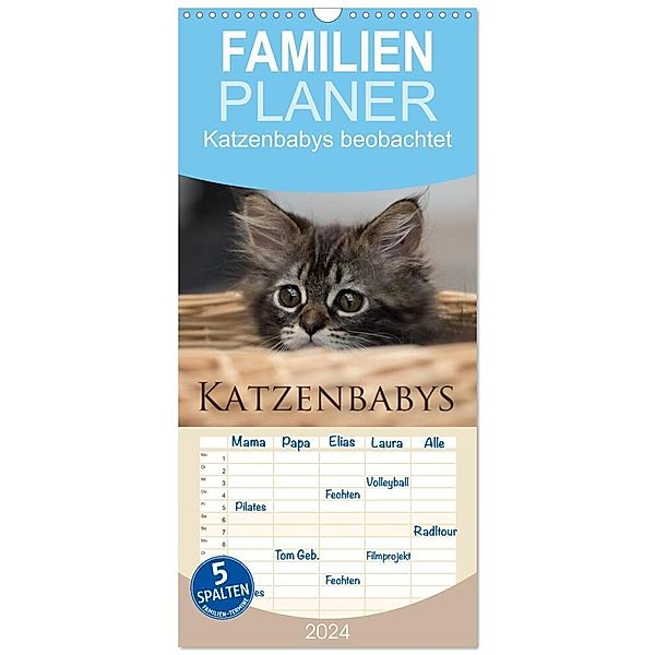 Familienplaner 2024 - Katzenbabys beobachtet mit 5 Spalten (Wandkalender, 21 x 45 cm) CALVENDO, Christiane calmbacher