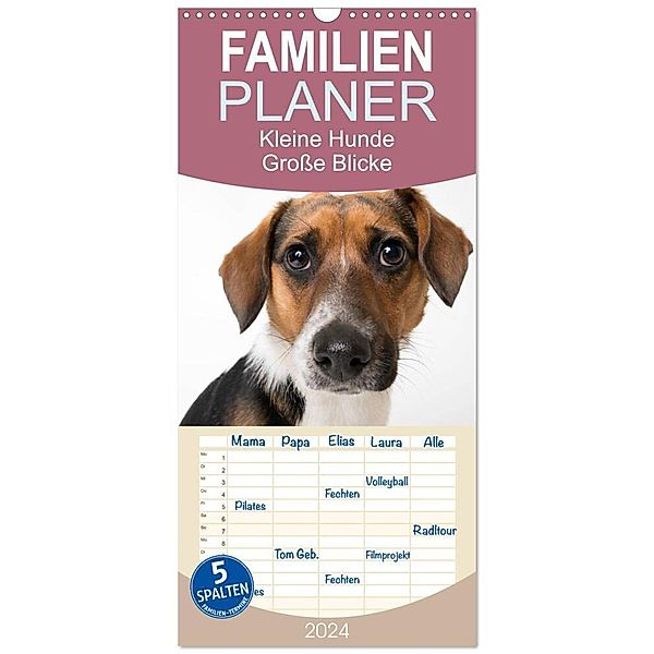 Familienplaner 2024 - Kleine Hunde - Grosse Blicke mit 5 Spalten (Wandkalender, 21 x 45 cm) CALVENDO, Akrema-Photography