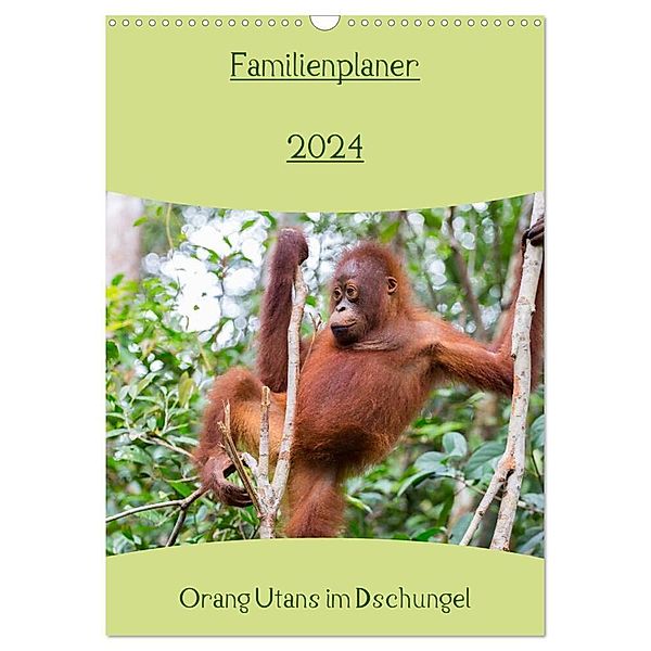 Familienplaner 2024 - Orang Utans im Dschungel (Wandkalender 2024 DIN A3 hoch), CALVENDO Monatskalender, Daniel Heiss Photography