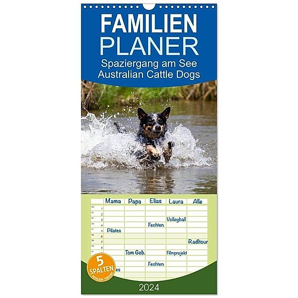 Familienplaner 2024 - Spaziergang am See Australian Cattle Dogs mit 5 Spalten (Wandkalender, 21 x 45 cm) CALVENDO, Fotodesign Verena Scholze