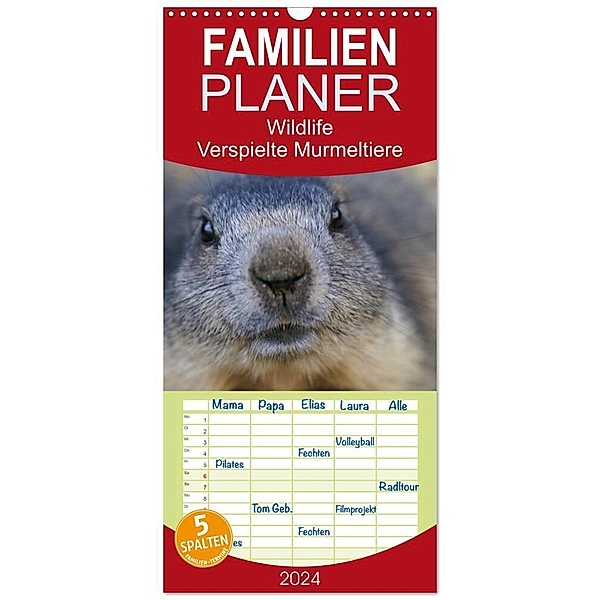 Familienplaner 2024 - Wildlife - Verspielte Murmeltiere mit 5 Spalten (Wandkalender, 21 x 45 cm) CALVENDO, Susan Michel / CH