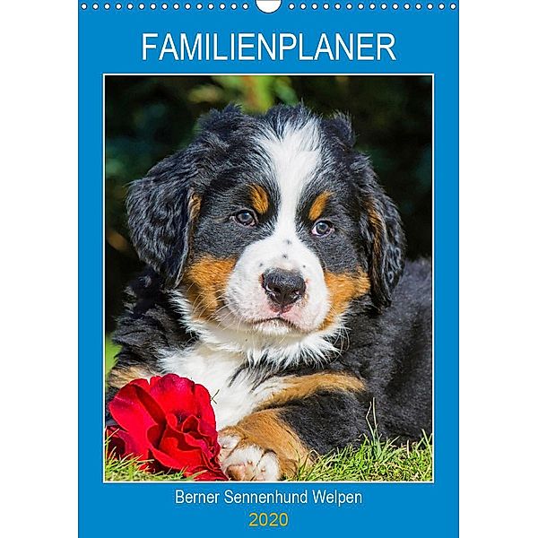 Familienplaner Berner Sennenhund Welpen (Wandkalender 2020 DIN A3 hoch), Sigrid Starick