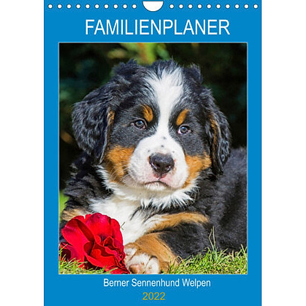 Familienplaner Berner Sennenhund Welpen (Wandkalender 2022 DIN A4 hoch), Sigrid Starick