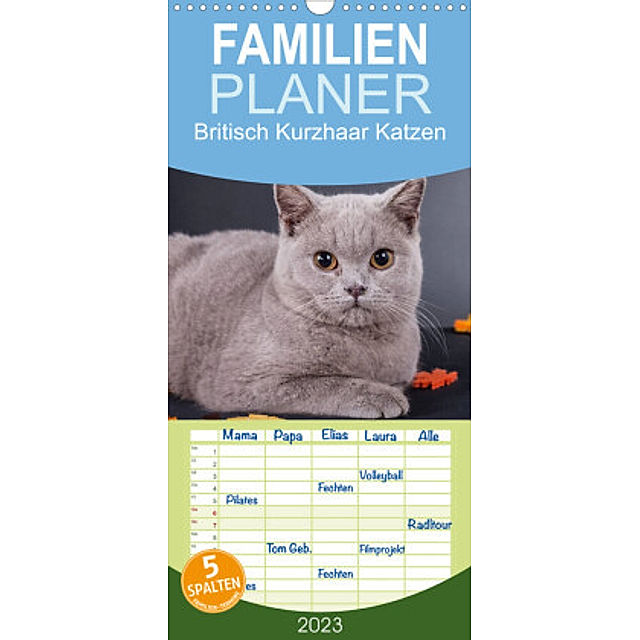Familienplaner Britisch Kurzhaar Katzen Wandkalender 2023, 21 cm x 45 cm,  hoch - Kalender bestellen