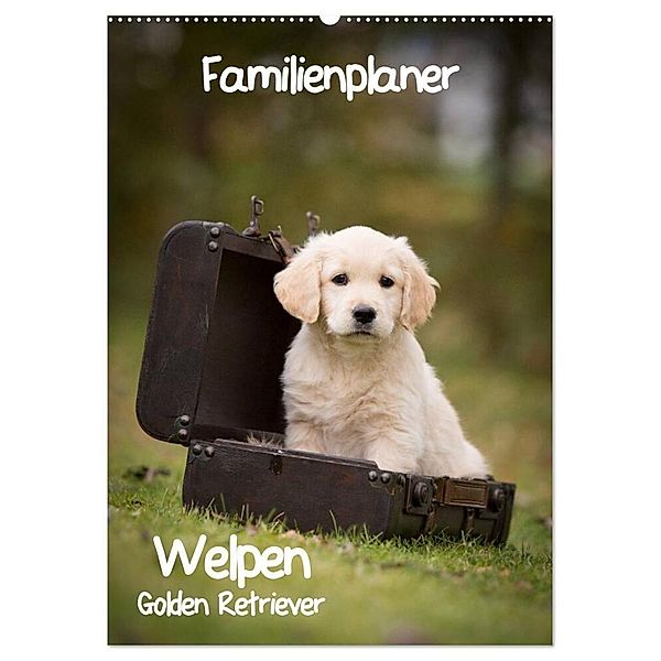 Familienplaner: Golden Retriever Welpen (Wandkalender 2024 DIN A2 hoch), CALVENDO Monatskalender, Anna Auerbach