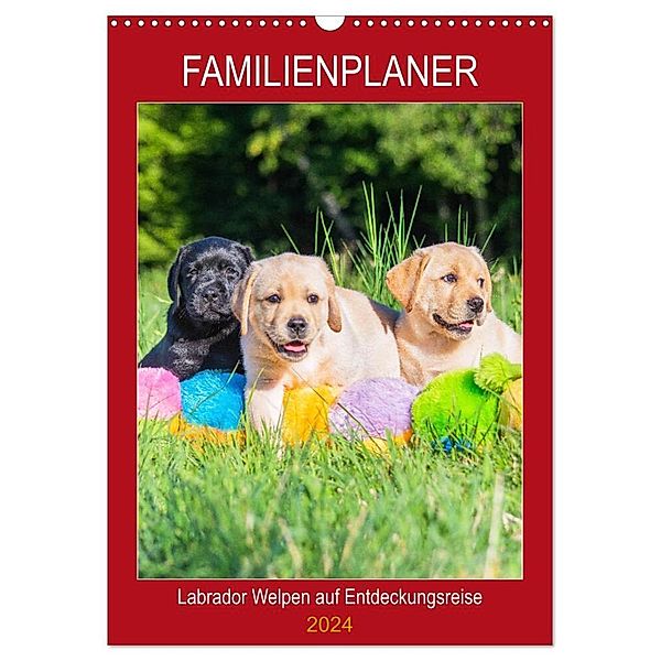 Familienplaner - Labrador Welpen entdecken die Welt (Wandkalender 2024 DIN A3 hoch), CALVENDO Monatskalender, Sigrid Starick