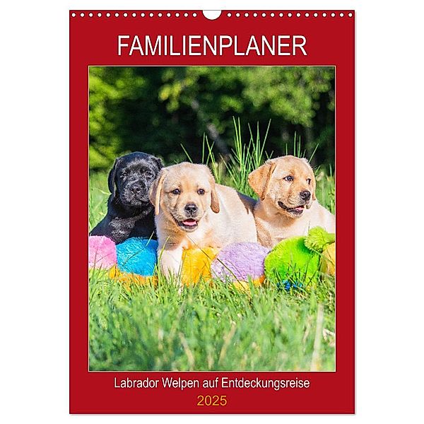 Familienplaner - Labrador Welpen entdecken die Welt (Wandkalender 2025 DIN A3 hoch), CALVENDO Monatskalender, Calvendo, Sigrid Starick