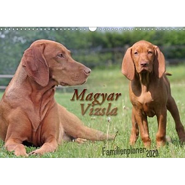 Familienplaner - Magyar Vizsla (Wandkalender 2020 DIN A3 quer), Barbara Mielewczyk