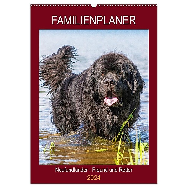 Familienplaner Neufundländer - Freund und Retter (Wandkalender 2024 DIN A2 hoch), CALVENDO Monatskalender, Sigrid Starick
