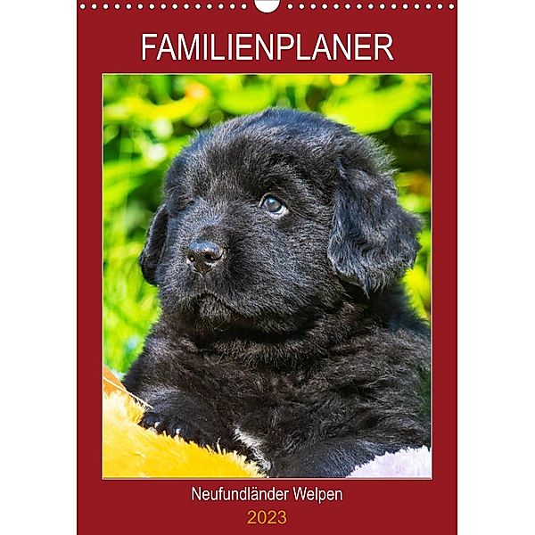 Familienplaner Neufundländer Welpen (Wandkalender 2023 DIN A3 hoch), Sigrid Starick