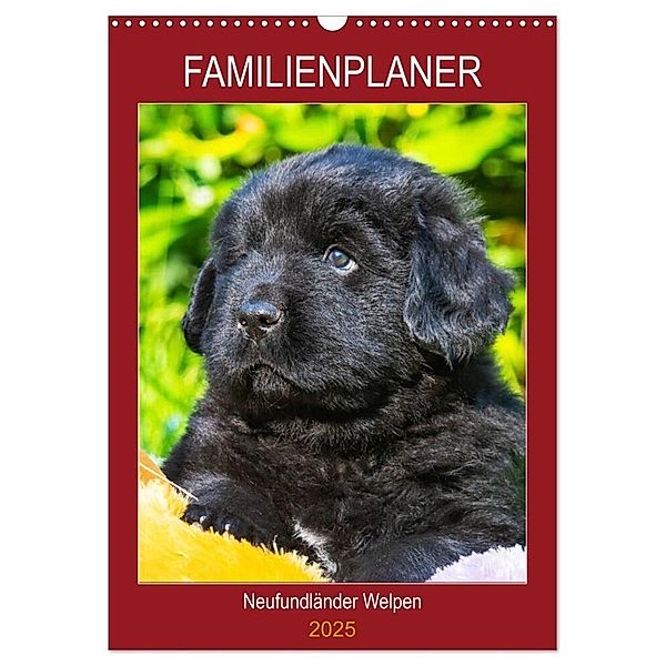 Familienplaner Neufundländer Welpen (Wandkalender 2025 DIN A3 hoch), CALVENDO Monatskalender, Calvendo, Sigrid Starick