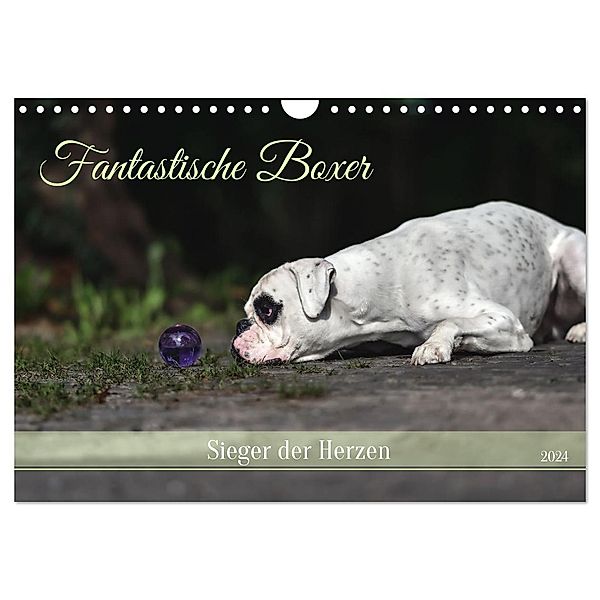 Fantastische Boxer - Sieger der Herzen (Wandkalender 2024 DIN A4 quer), CALVENDO Monatskalender, Yvonne Janetzek