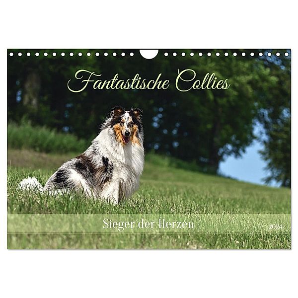 Fantastische Collies - Sieger der Herzen (Wandkalender 2024 DIN A4 quer), CALVENDO Monatskalender, Yvonne Janetzek