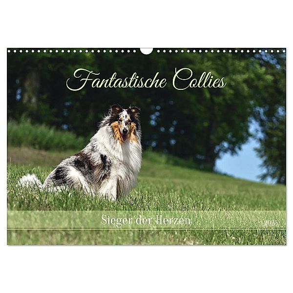 Fantastische Collies - Sieger der Herzen (Wandkalender 2025 DIN A3 quer), CALVENDO Monatskalender, Calvendo, Yvonne Janetzek