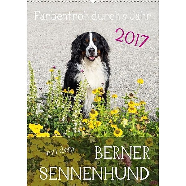 Farbenfroh durch's Jahr mit dem Berner Sennenhund (Wandkalender 2017 DIN A2 hoch), Sonja Brenner