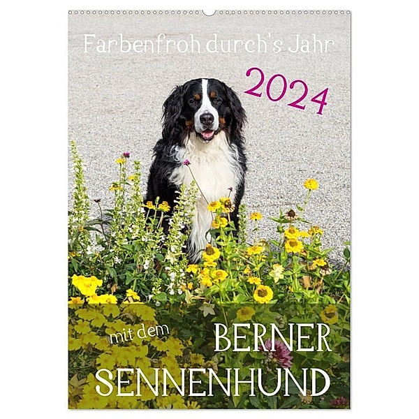 Farbenfroh durch's Jahr mit dem Berner Sennenhund (Wandkalender 2024 DIN A2 hoch), CALVENDO Monatskalender, Sonja Brenner
