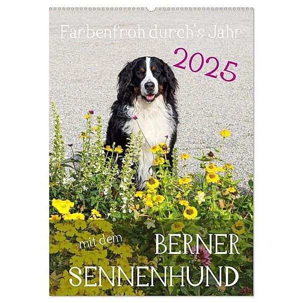 Farbenfroh durch's Jahr mit dem Berner Sennenhund (Wandkalender 2025 DIN A2 hoch), CALVENDO Monatskalender, Calvendo, Sonja Brenner